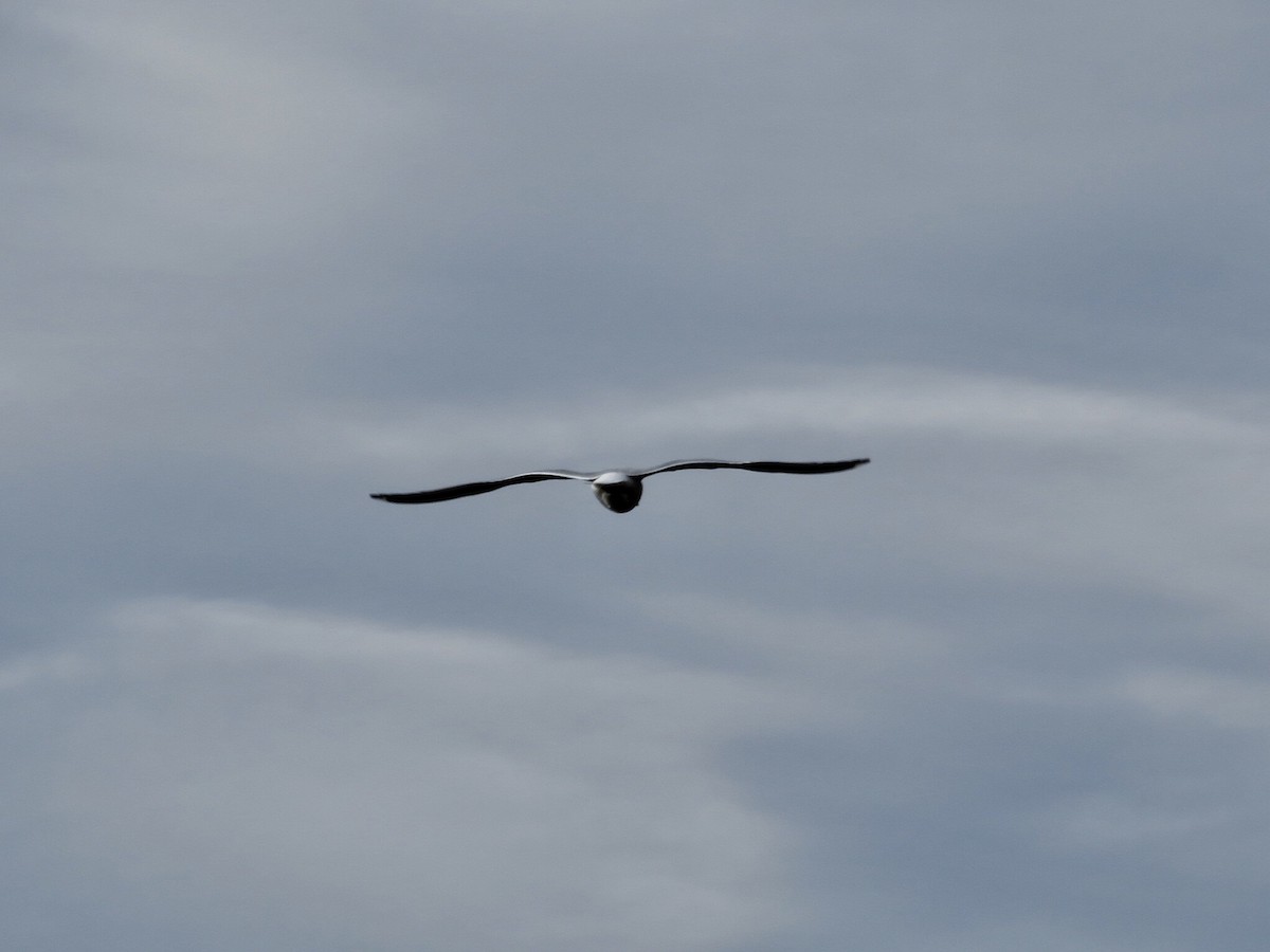 Ring-billed Gull - ML134504681