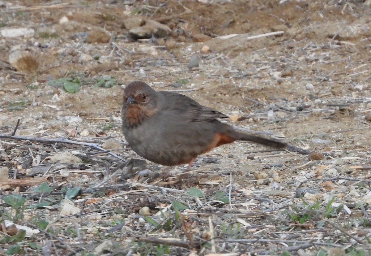 California Towhee - ML134505321