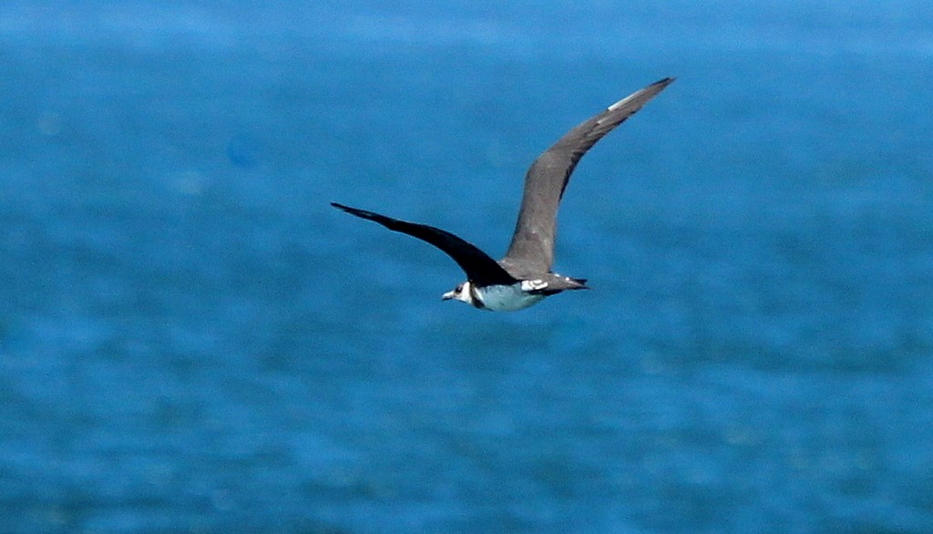 Parasitic Jaeger - Rolando Chávez