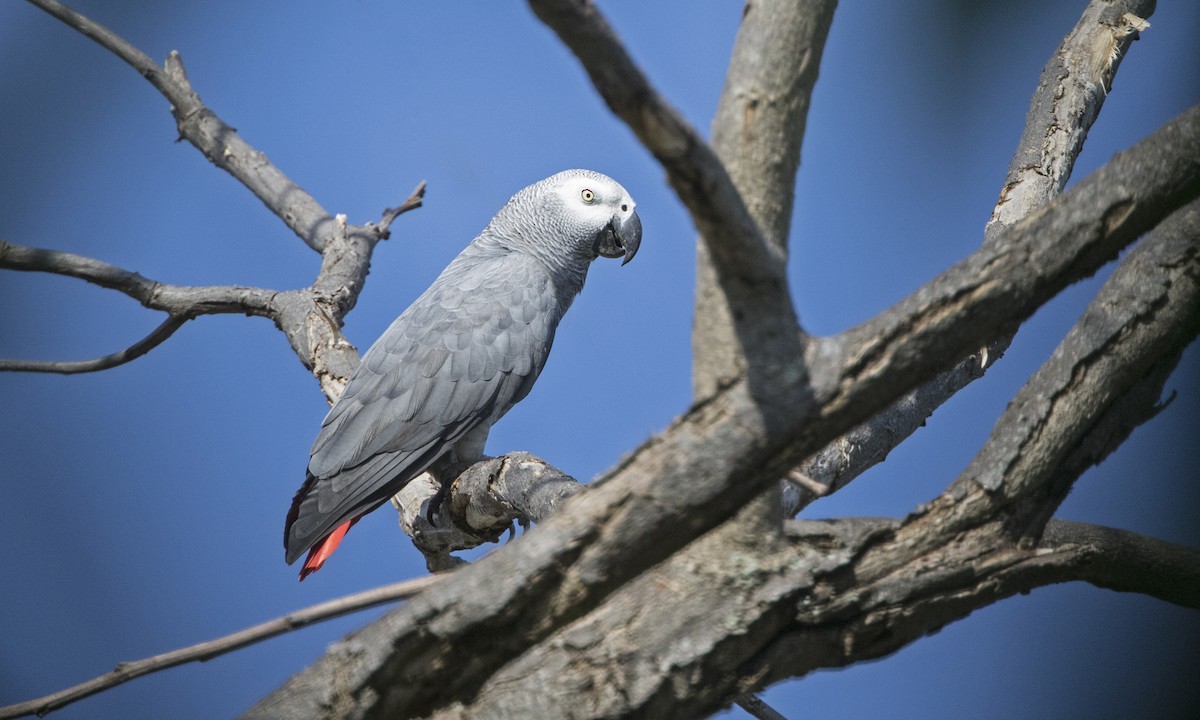 Gray Parrot - Zak Pohlen