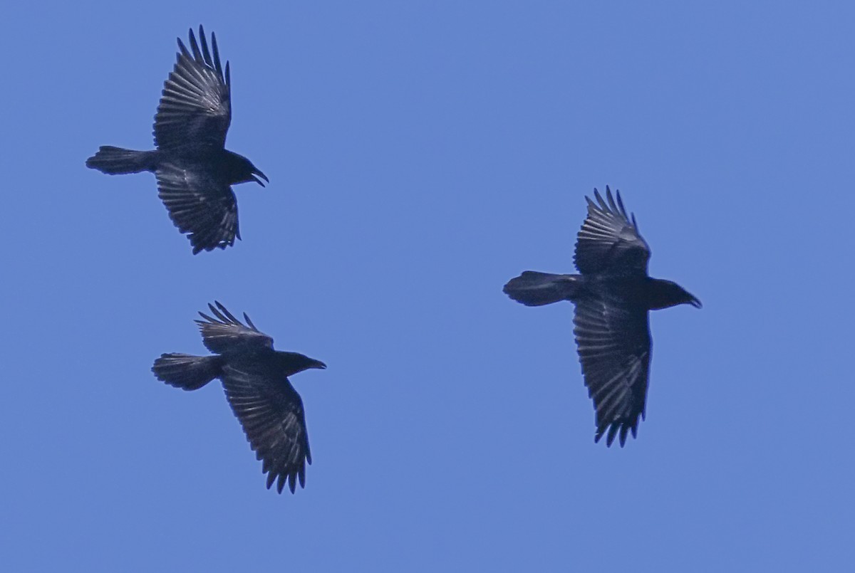 Common Raven - Ann Baldwin