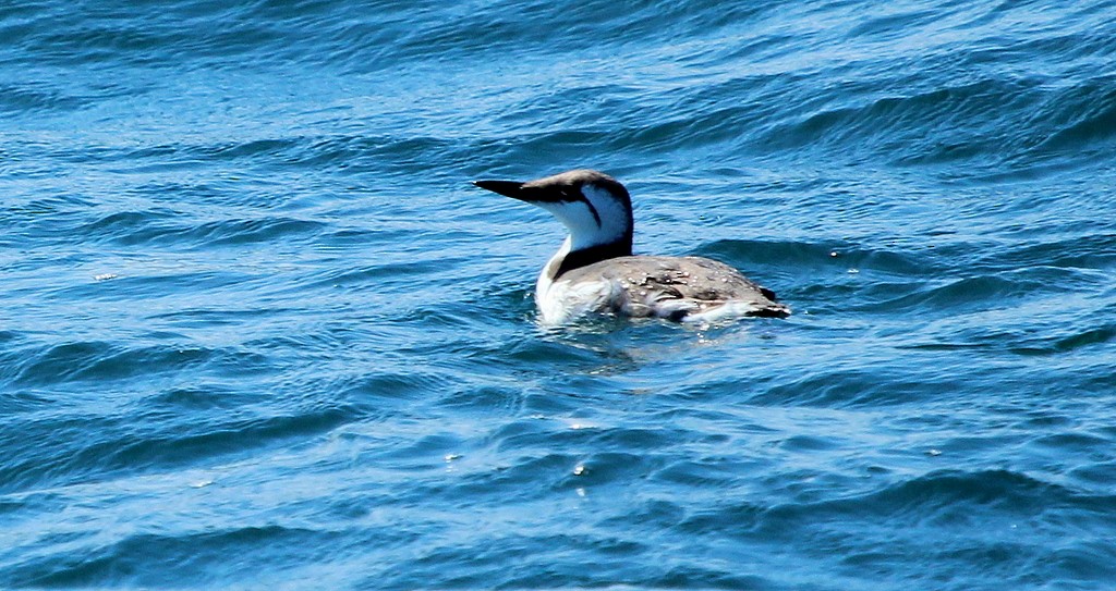 Common Murre - ML134506931