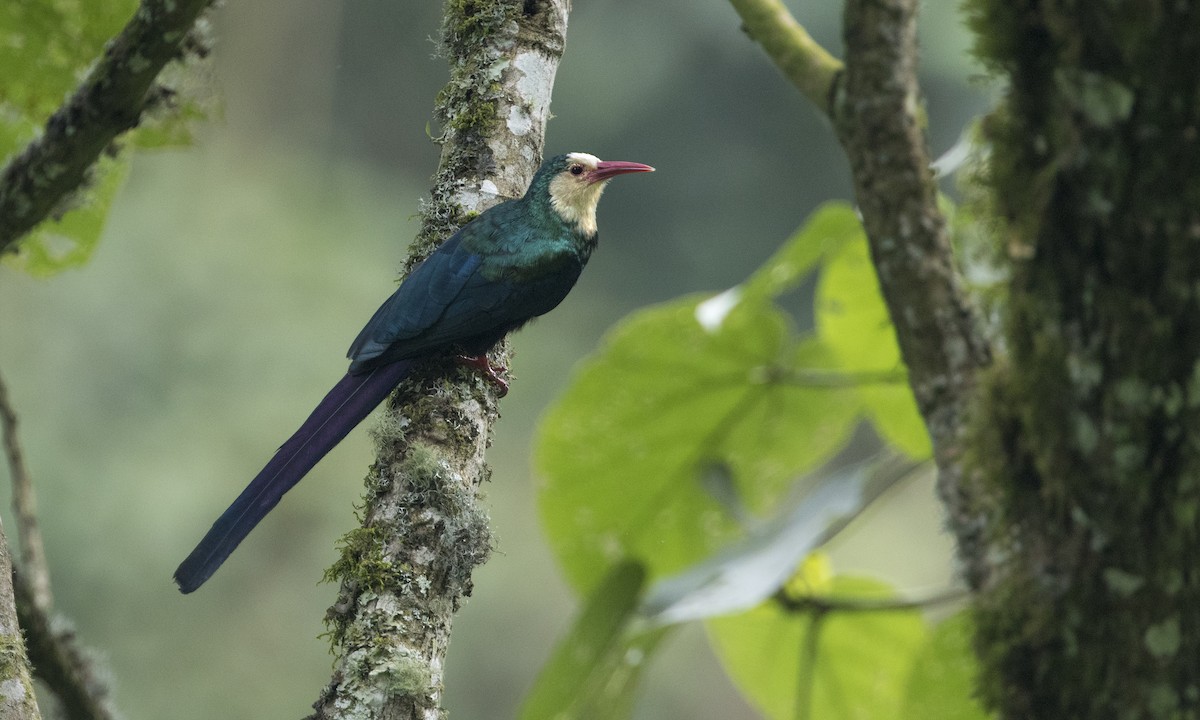 White-headed Woodhoopoe - Zak Pohlen