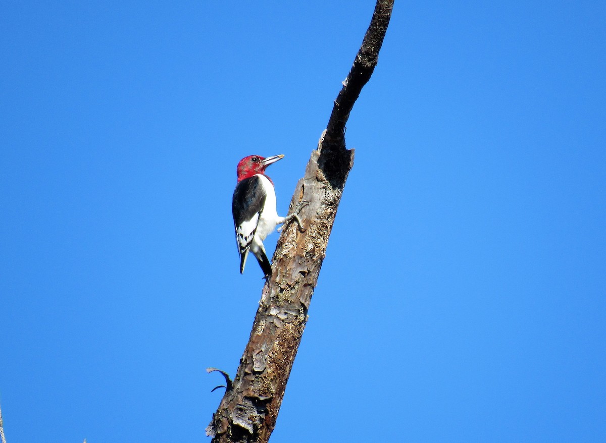 Red-headed Woodpecker - ML134508001