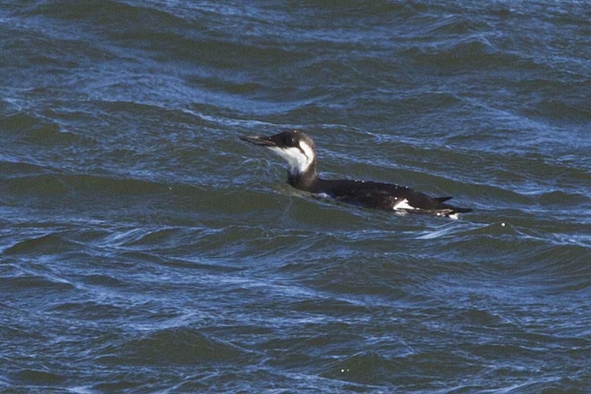 Common Murre - ML134509191