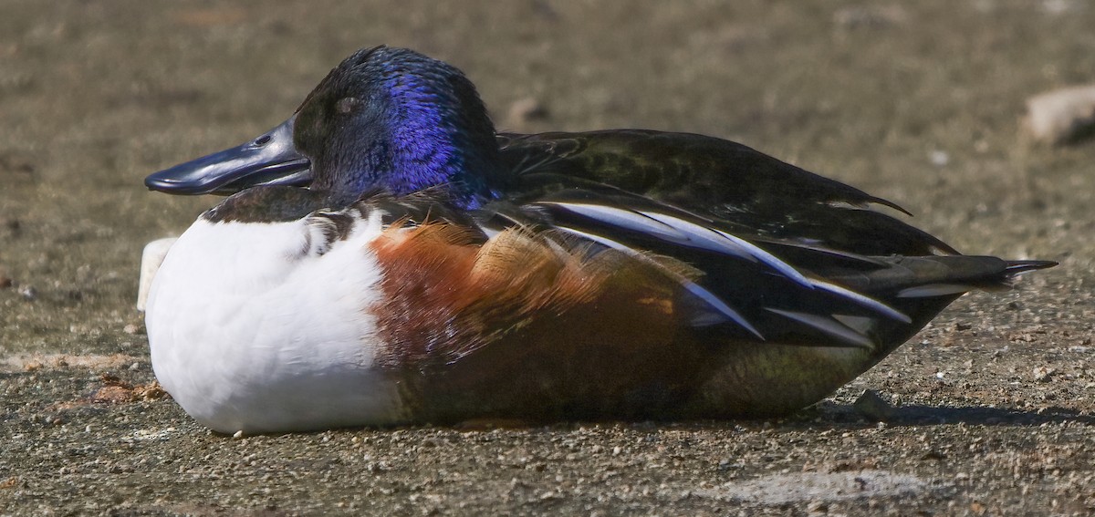 Northern Shoveler - ML134509701