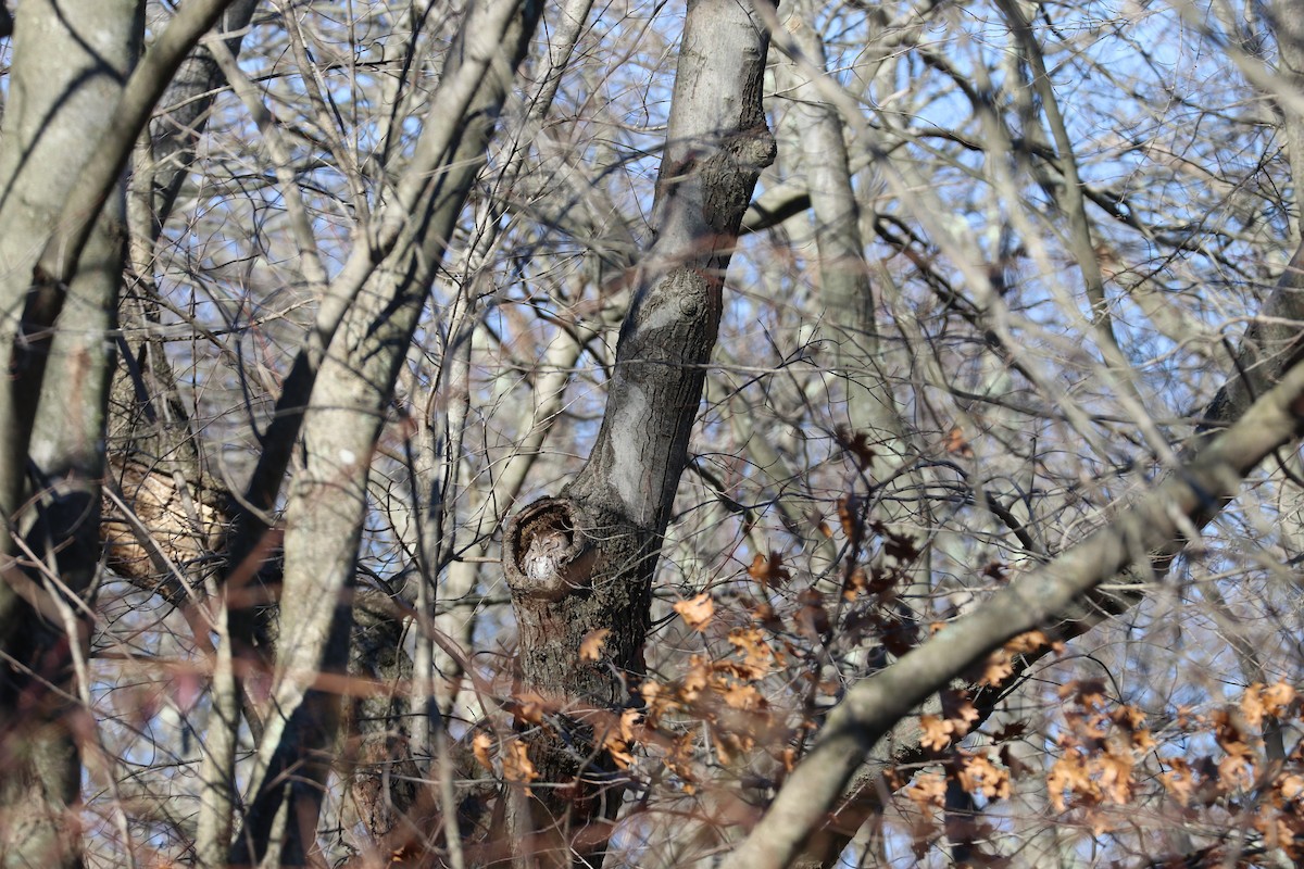 Eastern Screech-Owl - bill belford