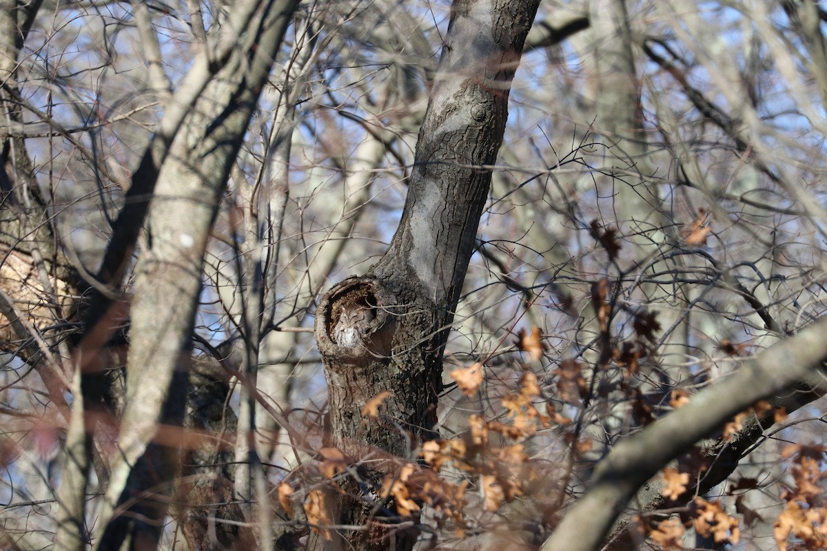 Eastern Screech-Owl - bill belford