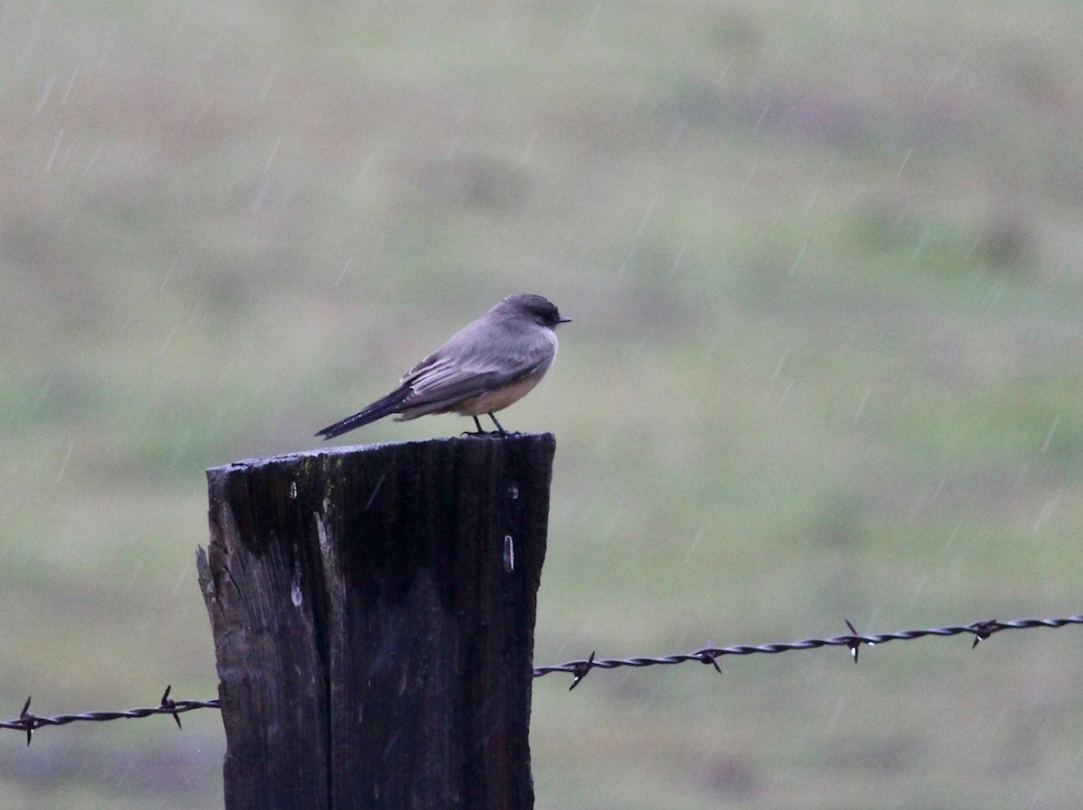 Say's Phoebe - Kaia Colestock