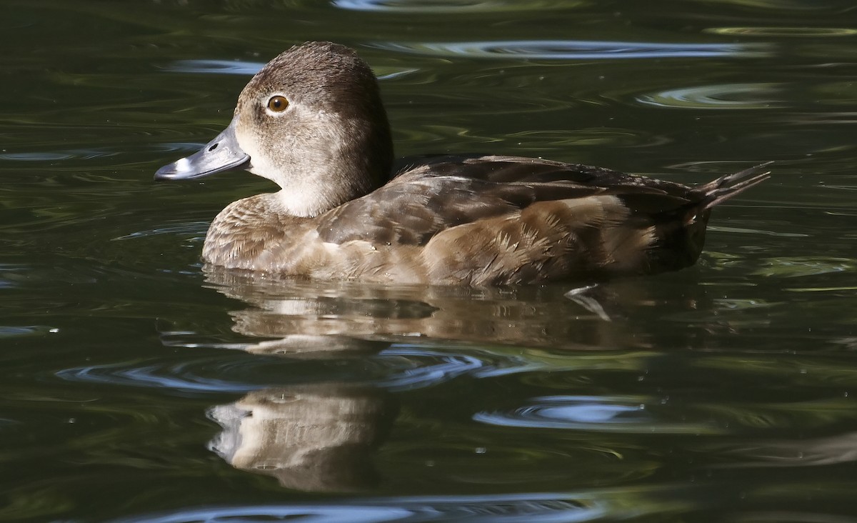 Ring-necked Duck - ML134510781