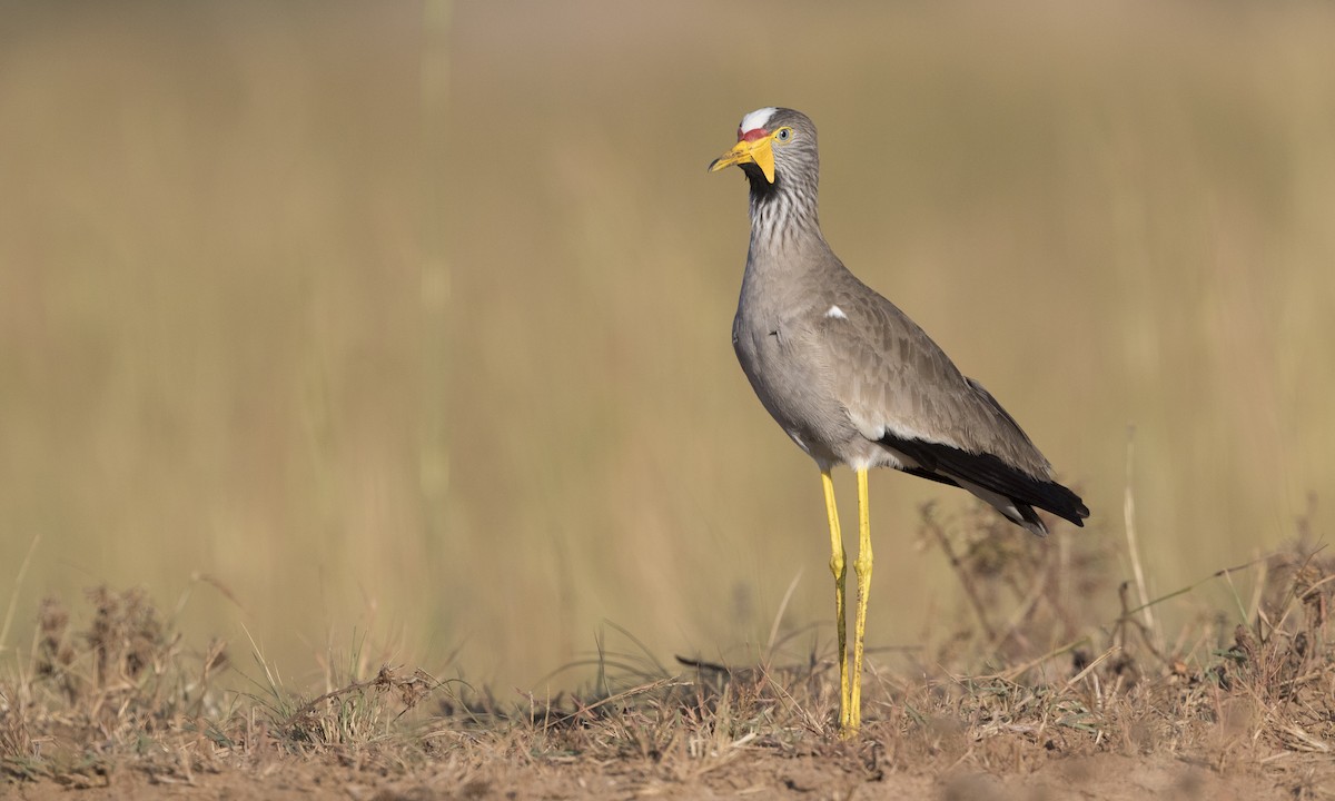 Wattled Lapwing - Zak Pohlen