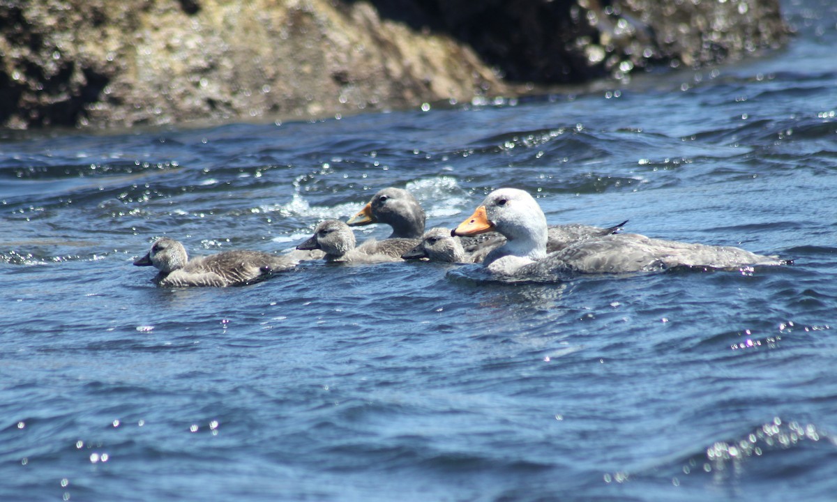 Flightless Steamer-Duck - ML134512401