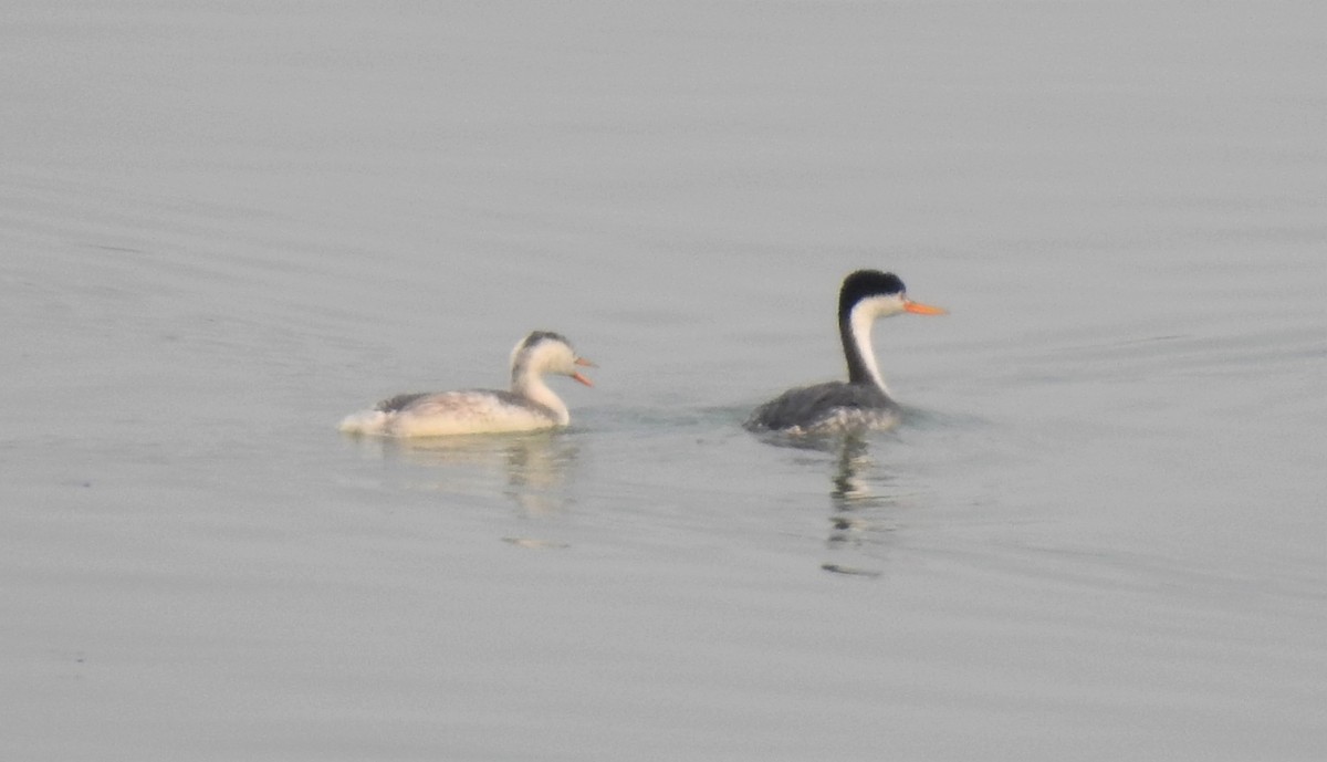 Clark's Grebe - Bill Pelletier