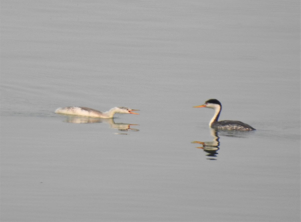 Clark's Grebe - ML134513651