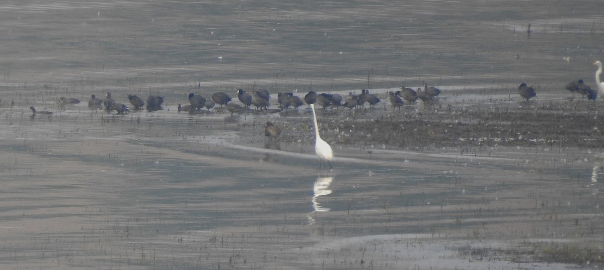 American Coot - ML134513711