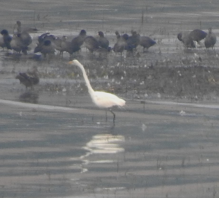 Great Egret - ML134513791