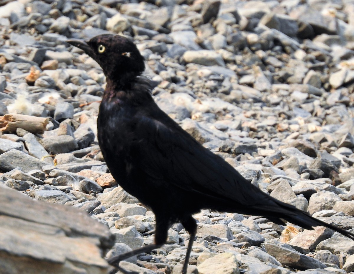 Brewer's Blackbird - ML134514061