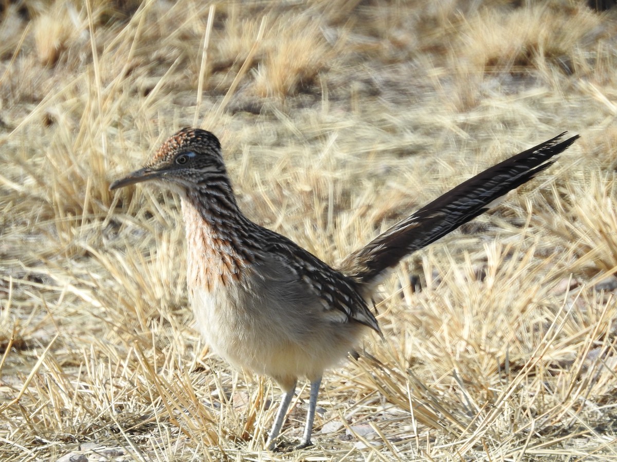 Greater Roadrunner - Richard A Fischer Sr.