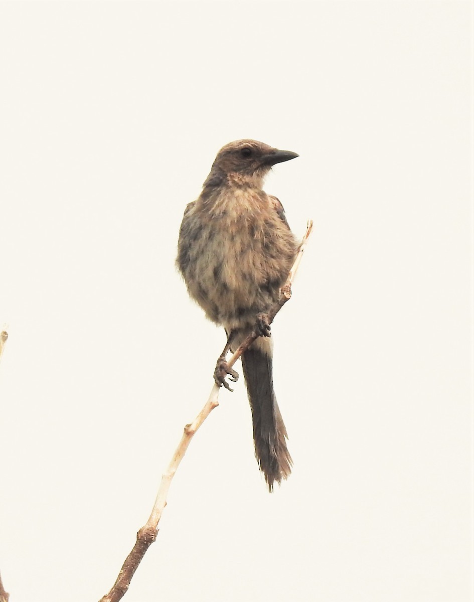 Woodhouse's Scrub-Jay - ML134516161