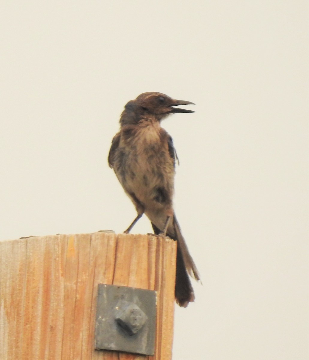 Woodhouse's Scrub-Jay - ML134516171