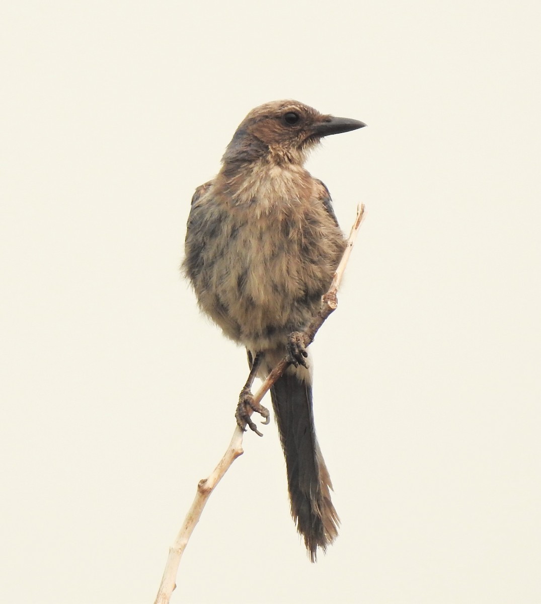 Woodhouse's Scrub-Jay - ML134516181