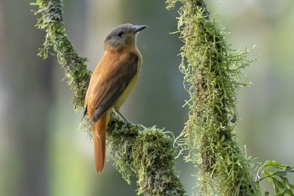 Rufous-tailed Attila - ML134516631