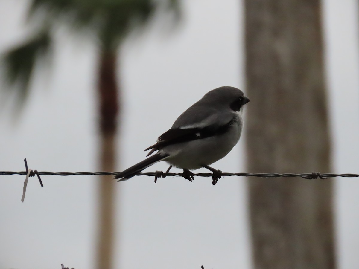 Loggerhead Shrike - ML134520861