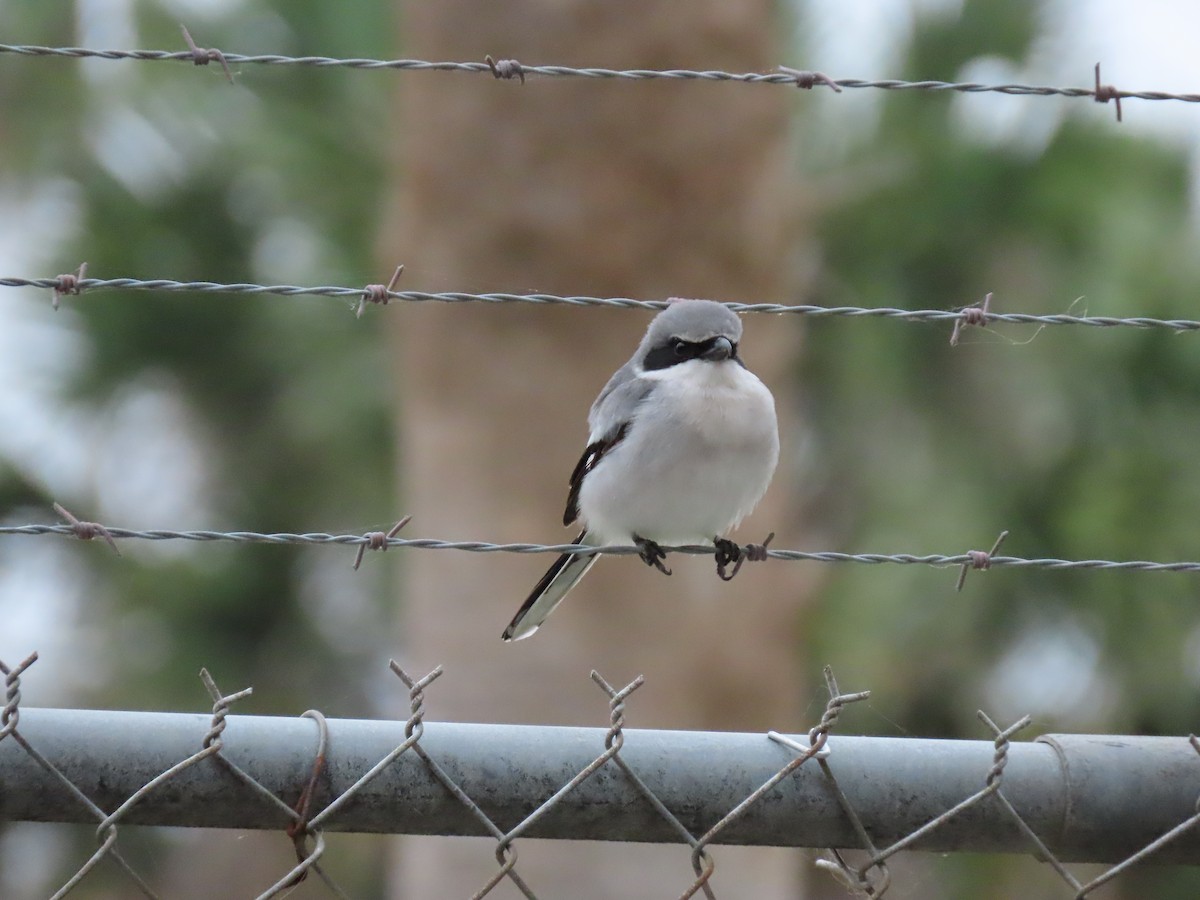 Loggerhead Shrike - Diane Bricmont