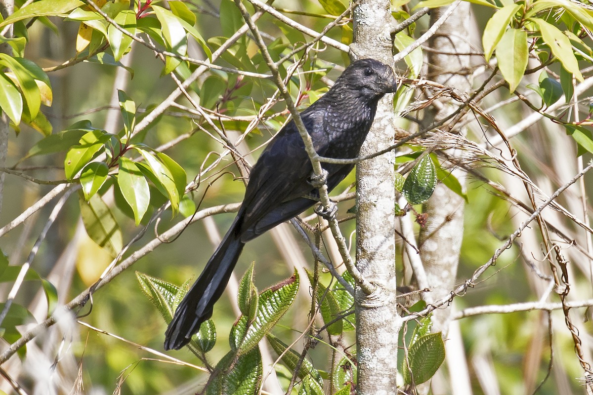 Smooth-billed Ani - ML134521241