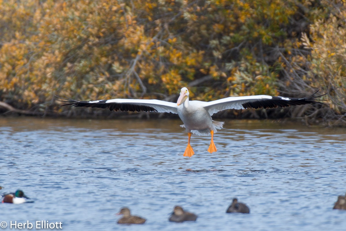 American White Pelican - ML134521491