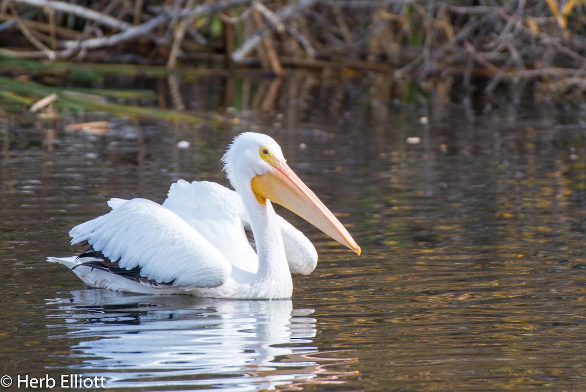 American White Pelican - ML134521501