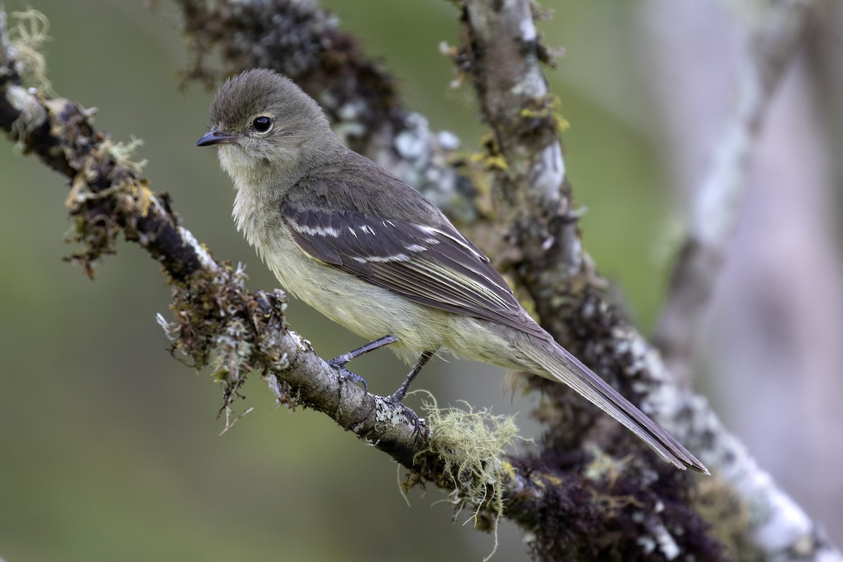 Small-headed Elaenia - Steven Whitebread