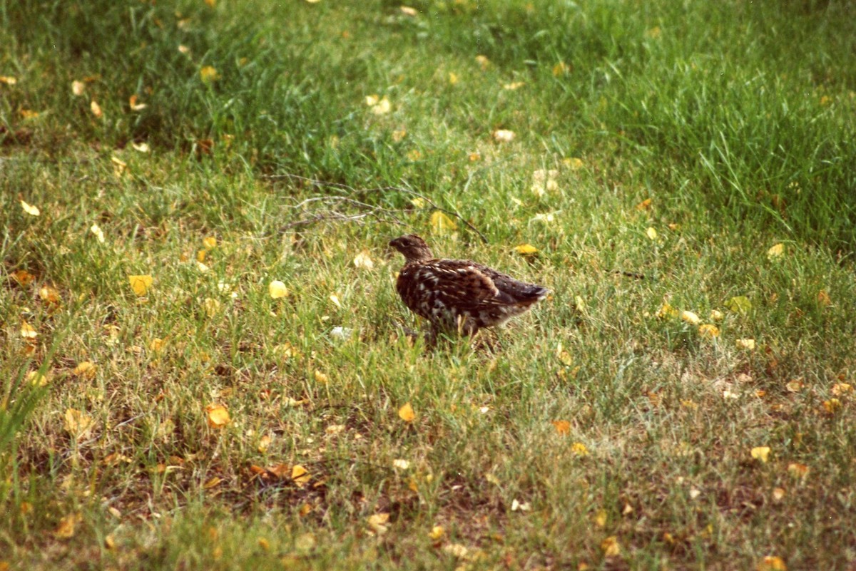 Spruce Grouse - ML134522671