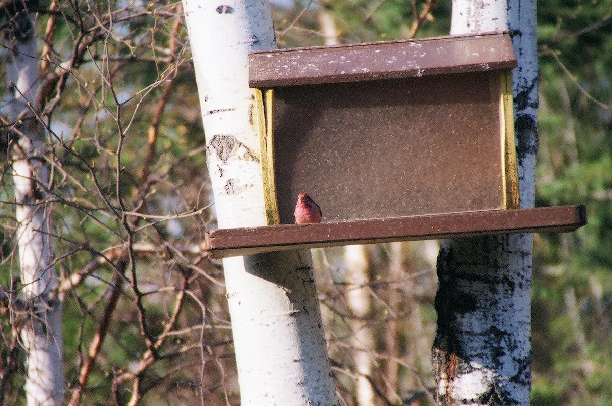 Purple Finch - ML134523291