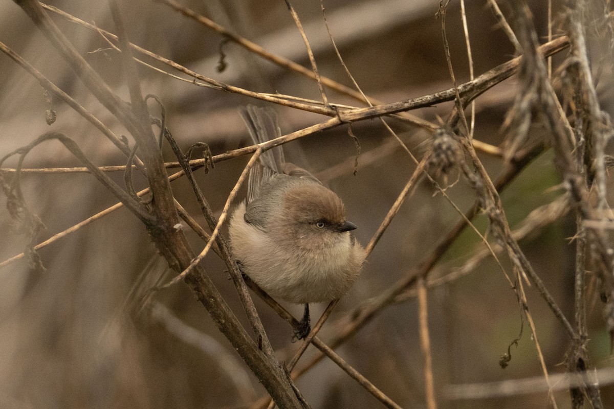 Bushtit - ML134523901