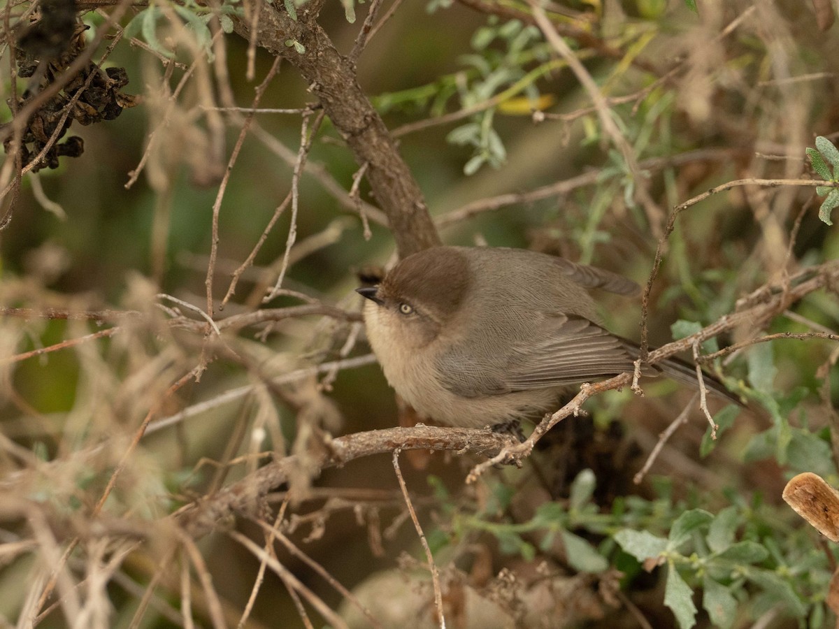 Bushtit - ML134524191