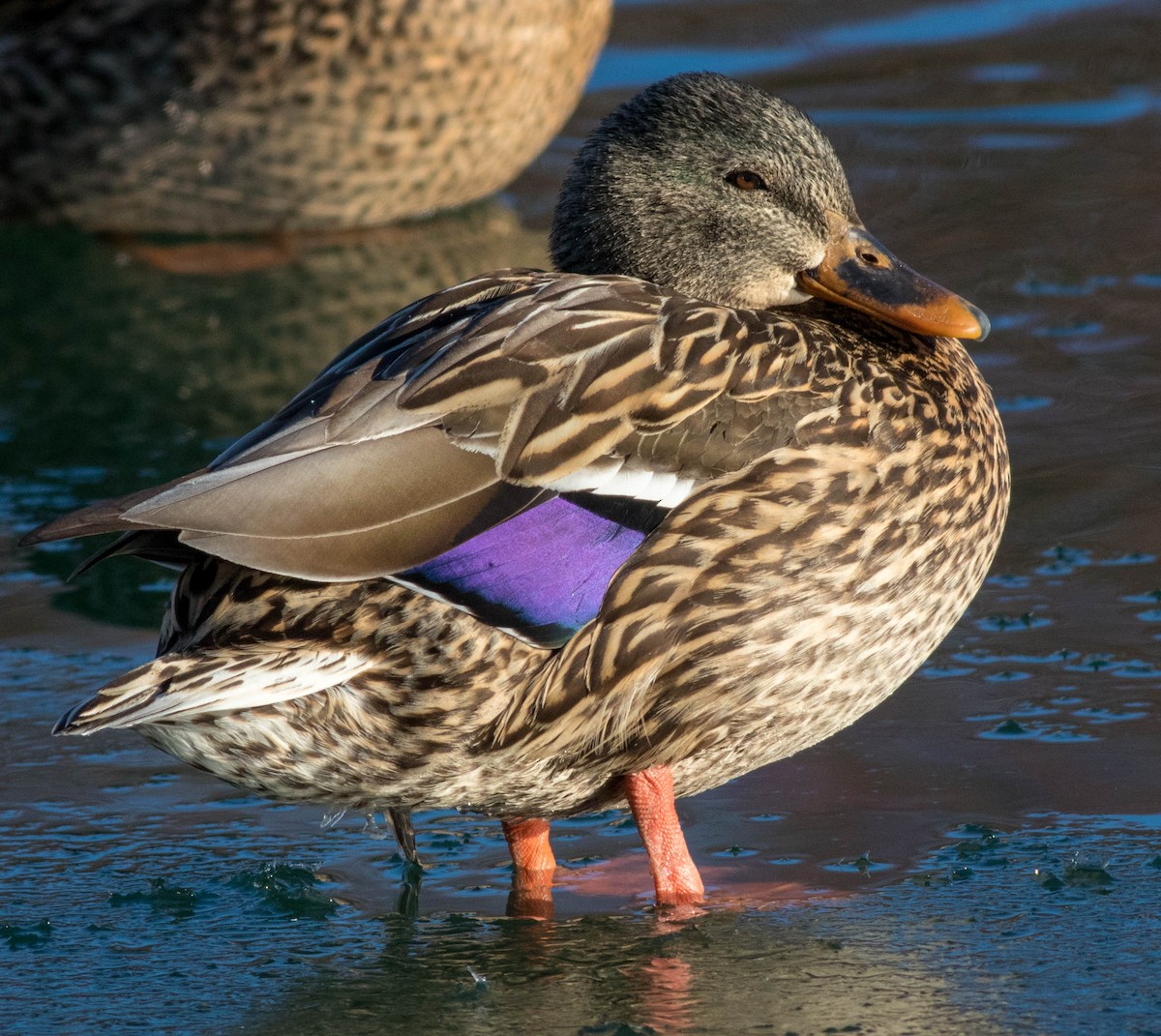 Canard colvert - ML134525701