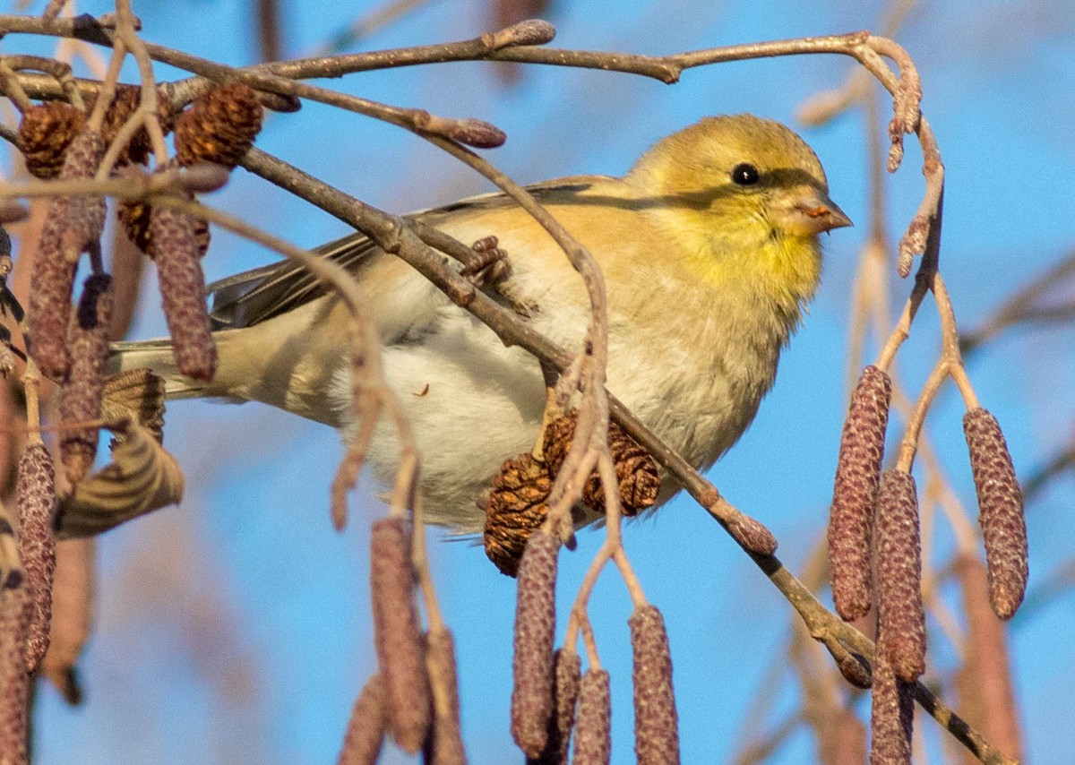 Chardonneret jaune - ML134526001