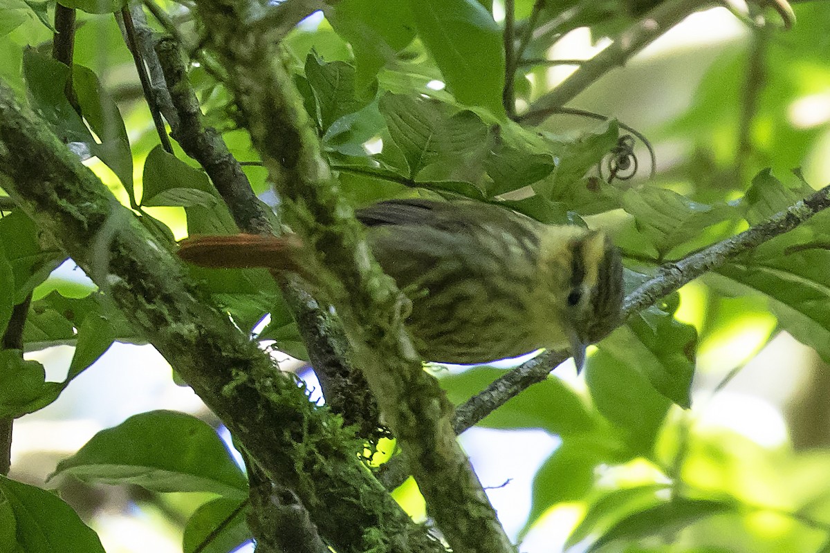 Sharp-billed Treehunter - Steven Whitebread