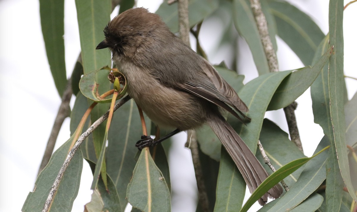 Bushtit - Peter Svensson