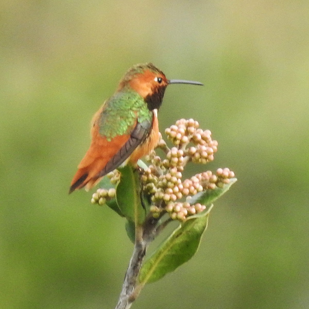 Allen's Hummingbird - ML134526511