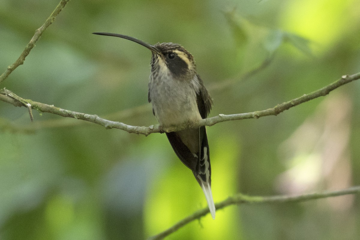 Scale-throated Hermit - ML134526911