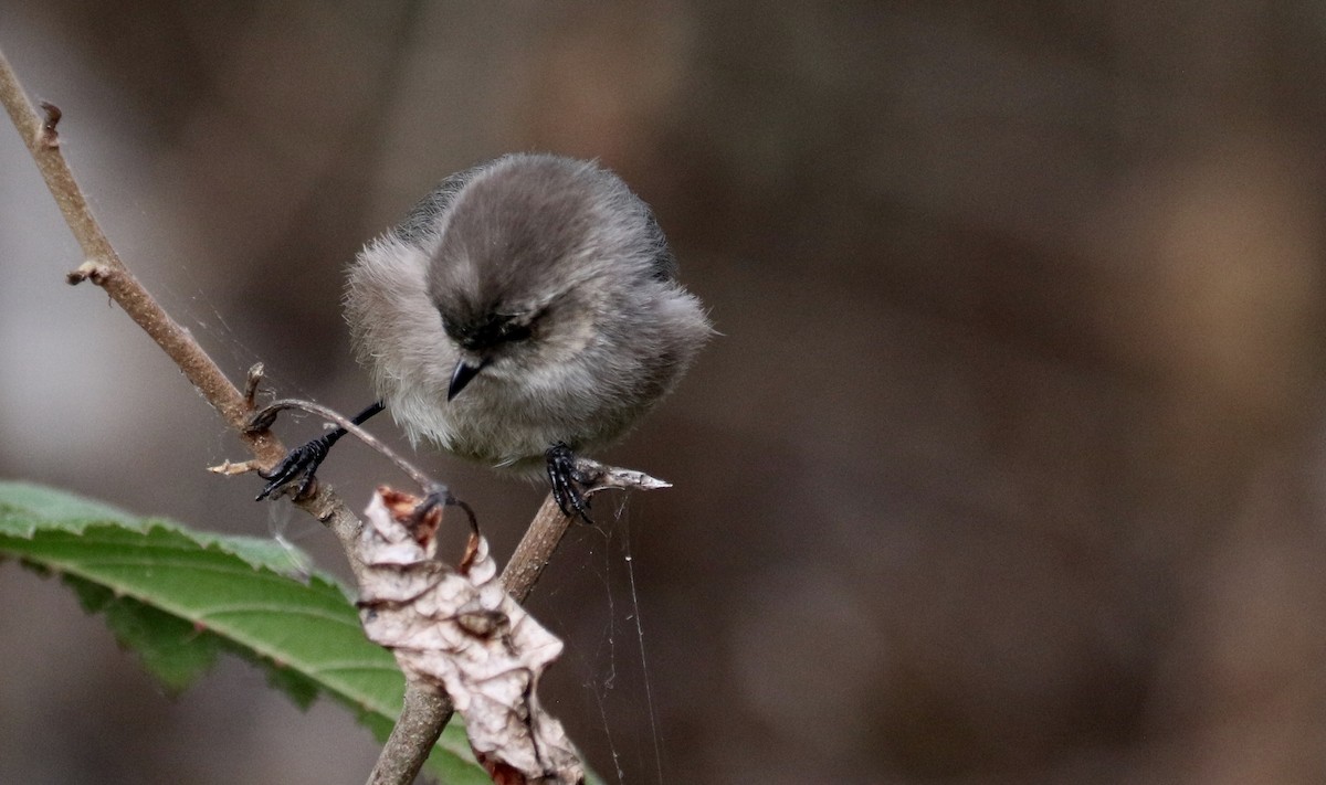 Bushtit - Peter Svensson