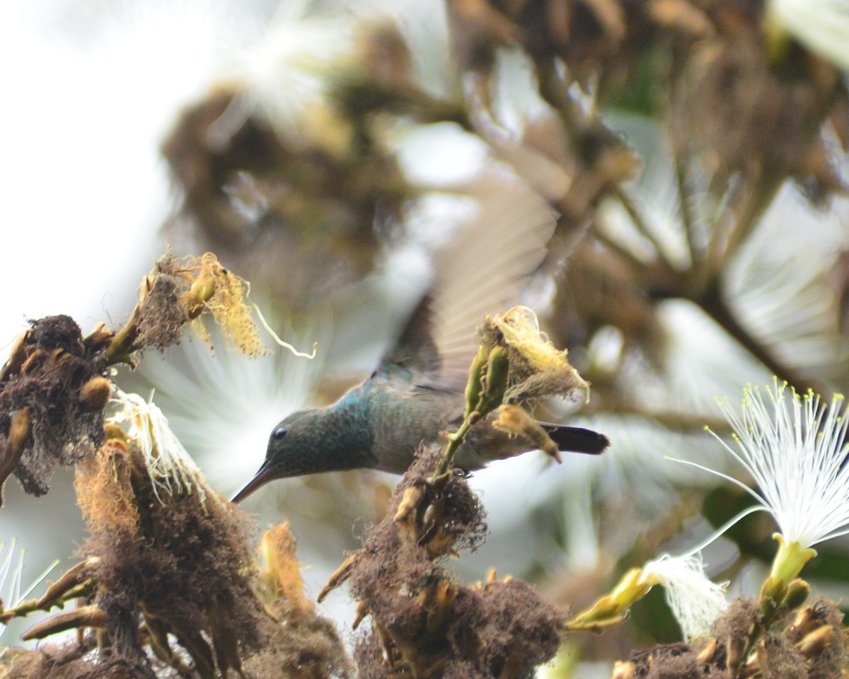 Green-bellied Hummingbird - Oscar Valderrama La Rana