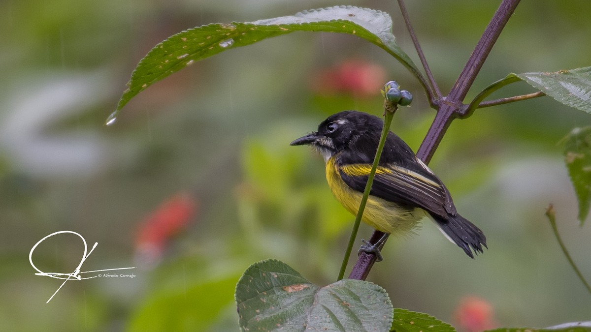 Black-backed Tody-Flycatcher - ML134528621