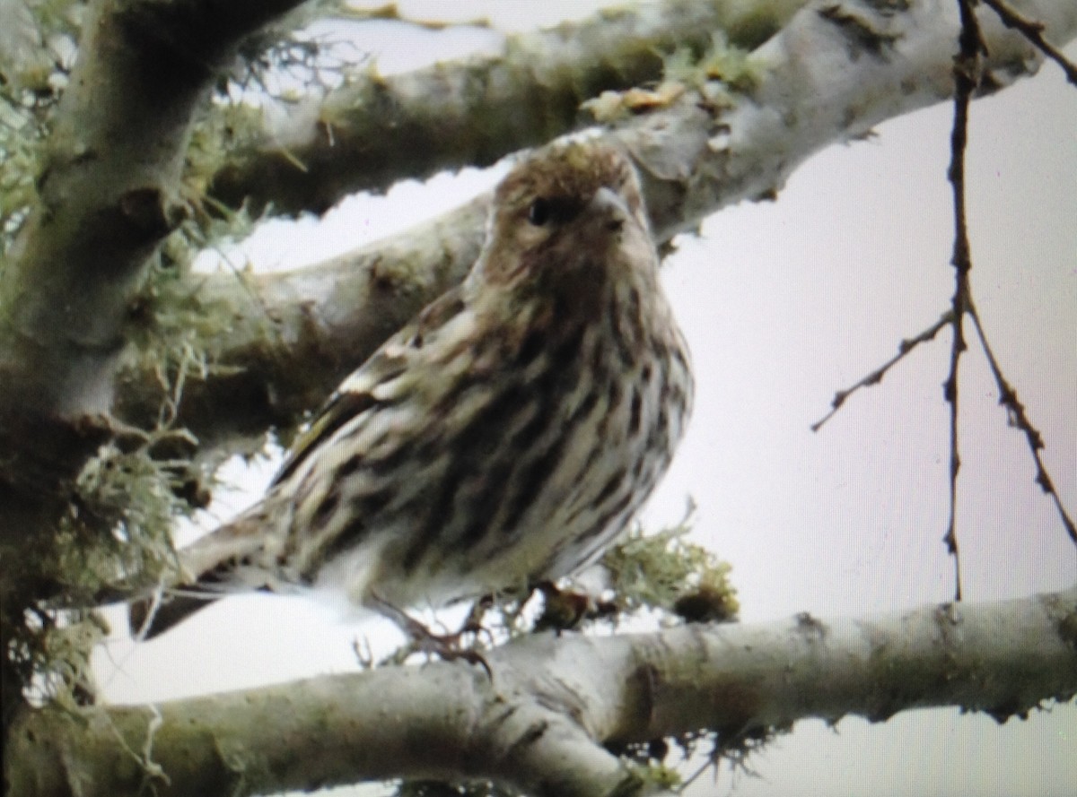 Pine Siskin - ML134529201