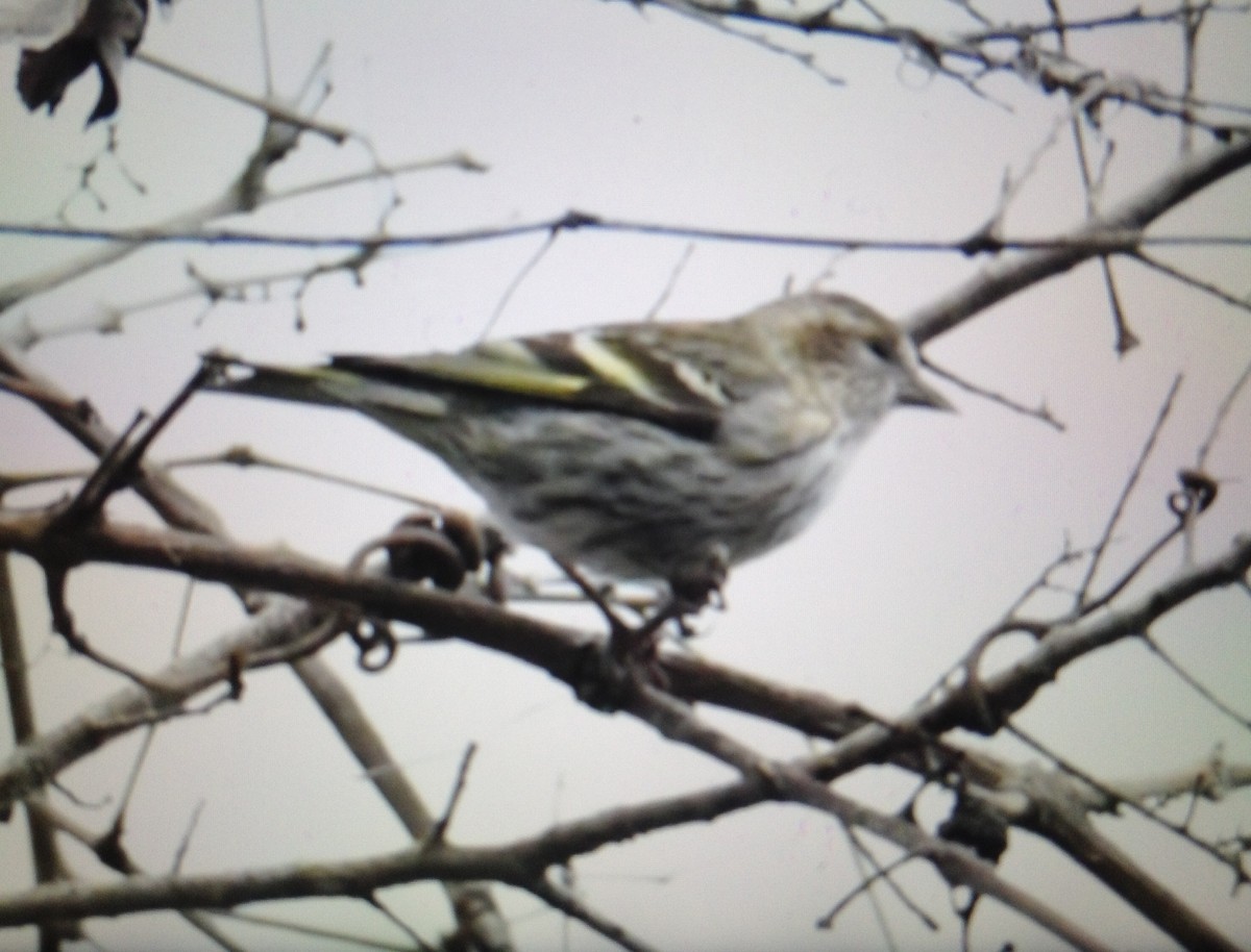 Pine Siskin - Tom Huston