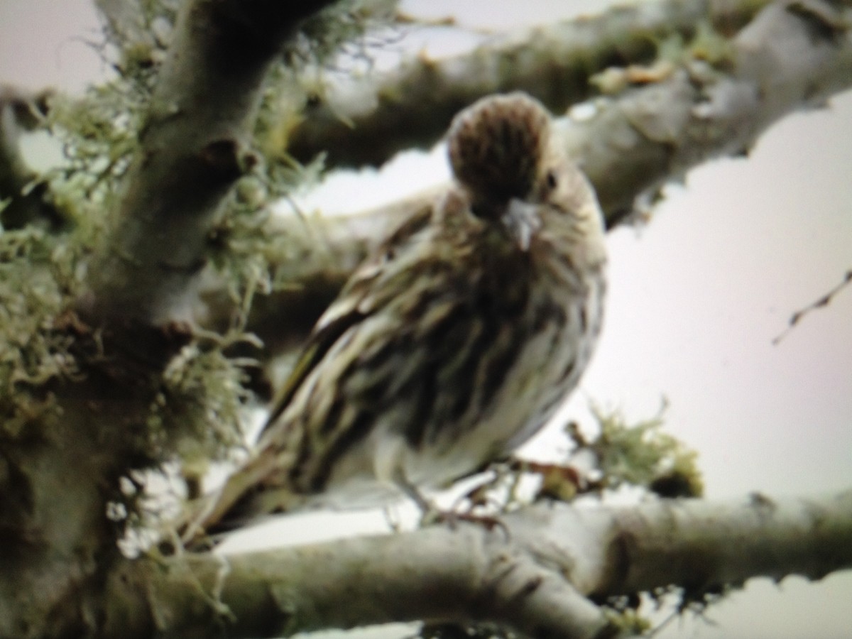 Pine Siskin - ML134529241