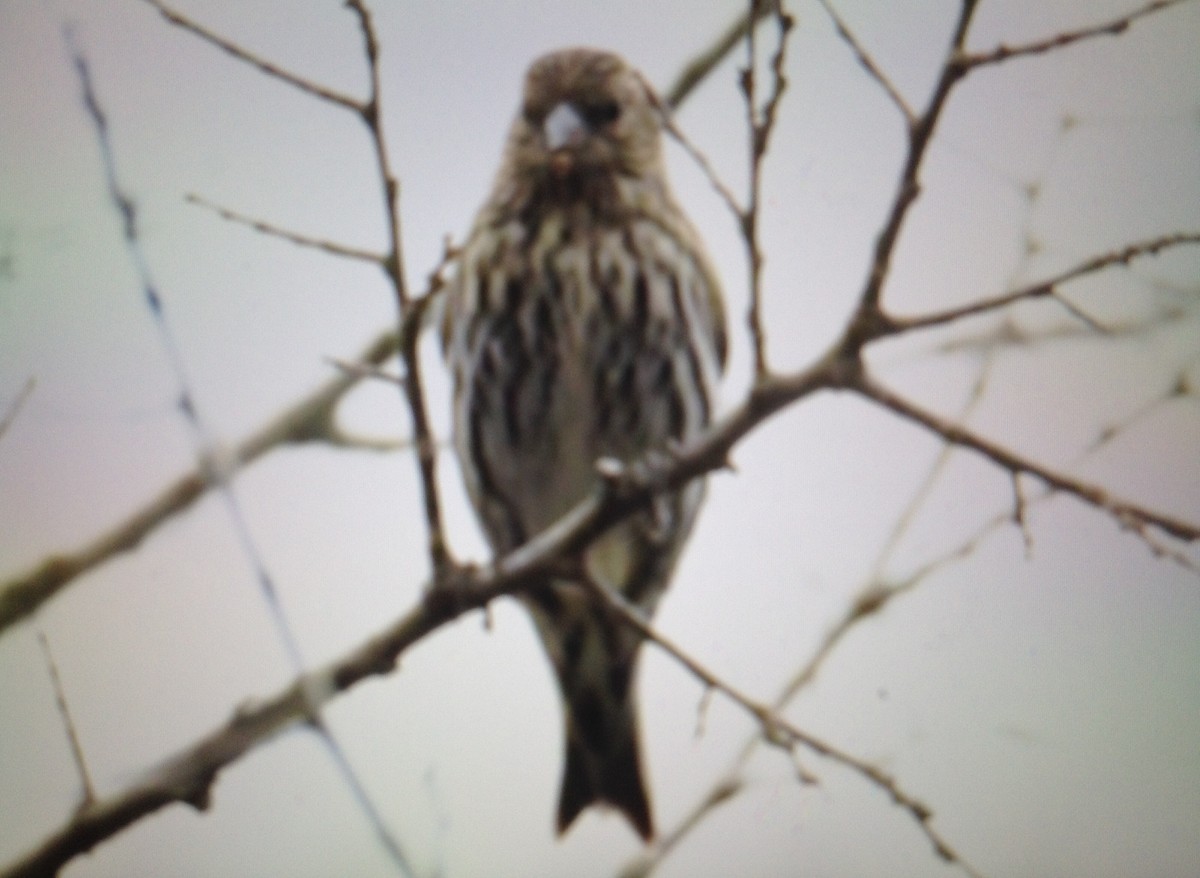 Pine Siskin - ML134529891