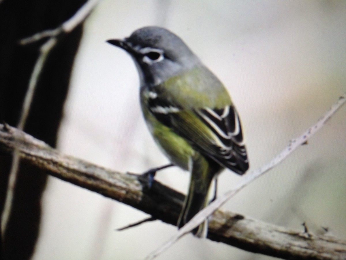 Blue-headed Vireo - ML134530161